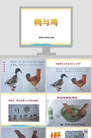 鸭与鸡教学ppt课件下载