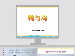 鸭与鸡教学ppt课件