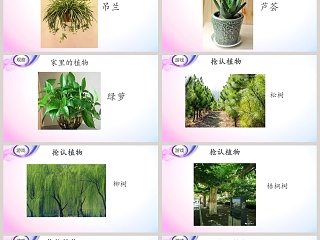 21-认识常见植物教学ppt课件