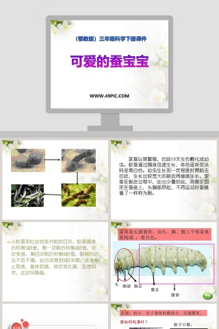 可爱的蚕宝宝-鄂教版三年级科学下册课件教学ppt课件