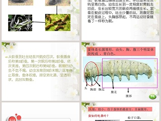 可爱的蚕宝宝-鄂教版三年级科学下册课件教学ppt课件