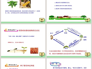 第-章绿色开花植物的生活史教学ppt课件