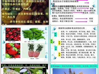 结果了-鄂教版三年级科学下册课件教学ppt课件