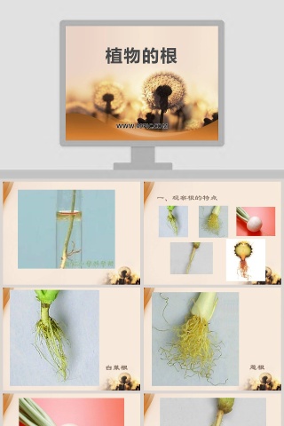 植物的根教学ppt课件