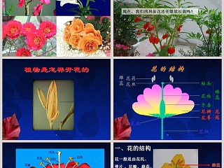 开花了-鄂教版三年级科学下册课件教学ppt课件