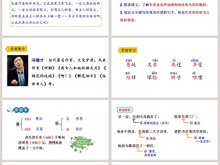 课文解析五年级语文上册珍珠鸟语文课件PPT