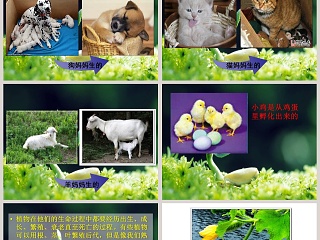 植物的生长变化教学ppt课件