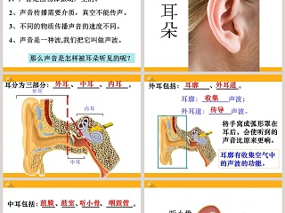 第三节  耳和听觉教学ppt课件