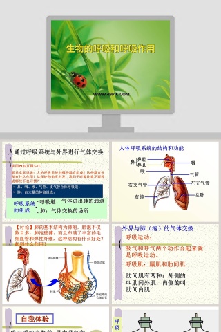 生物的呼吸和呼吸作用教学ppt课件