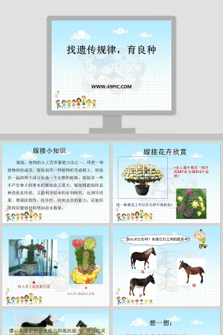 找遗传规律育良种教学ppt课件