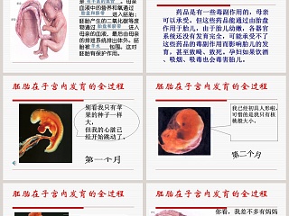 新生命的诞生-第二课时教学ppt课件