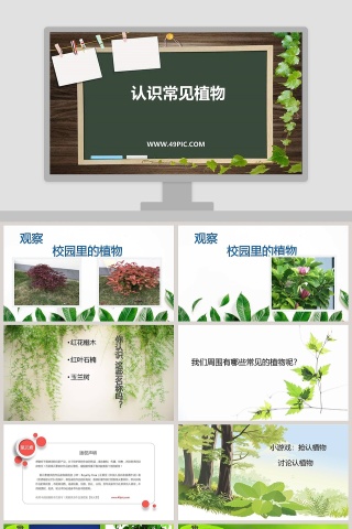 认识常见植物-教学ppt课件
