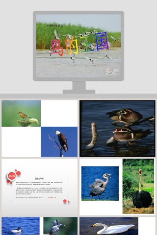 幼儿园中班科学课件PPT：鸟的王国