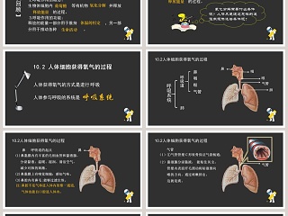 人体细胞获得氧气的过程教学ppt课件