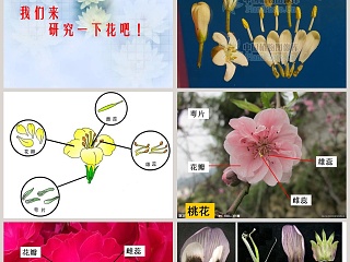 植物的花和果实教学ppt课件