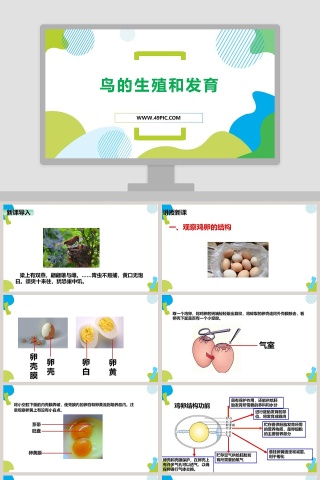 鸟的生殖和发育教学ppt课件下载