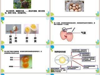 鸟的生殖和发育教学ppt课件