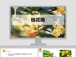 桂花雨ppt课件免费下载