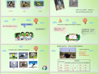 鸟类的特征教学ppt课件