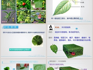 -光合作用教学ppt课件