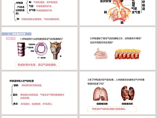 呼吸道对空气的处理教学ppt课件