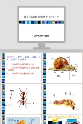 探索我们和动物有哪些相同和不同之处 - 教育培训行业PPT模板内容