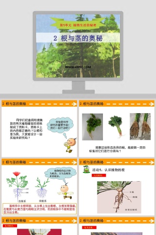 2-根与茎的奥秘教学ppt课件