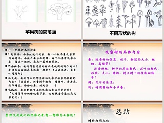 鄂教版四年级科学上册课件-观察一棵树教学ppt课件