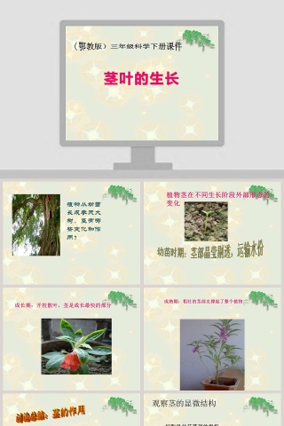 茎叶生长特点与PPT模板应用