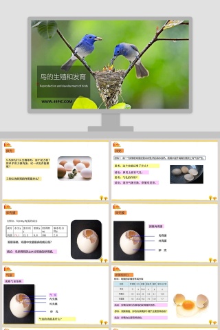 鸟的生殖和发育教学ppt课件