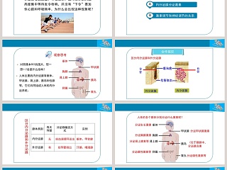 第四节-激素调节教学ppt课件