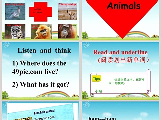 Animals in danger教学ppt课件