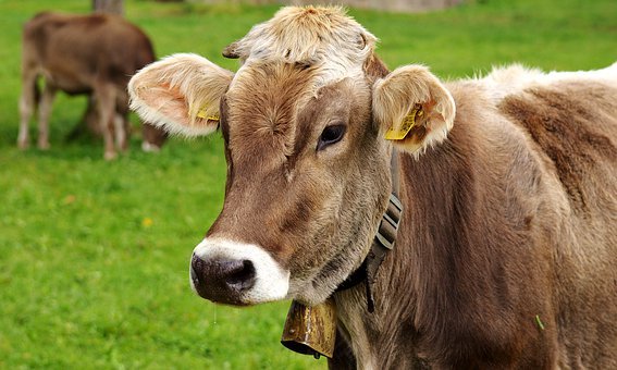 牛,阿尔高,奶牛,反刍动物,牧场,动物,草地,农场,牲畜,草,性质,牛