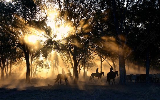 牛仔,骑,日落,剪影,阳光,树,羊群效应,马匹,骑马,尘土飞扬,农村,
