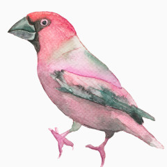 粉色手绘鸟