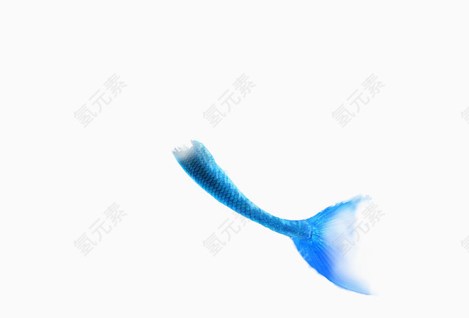 蓝色的鱼尾
