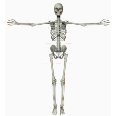 人体骨骼架