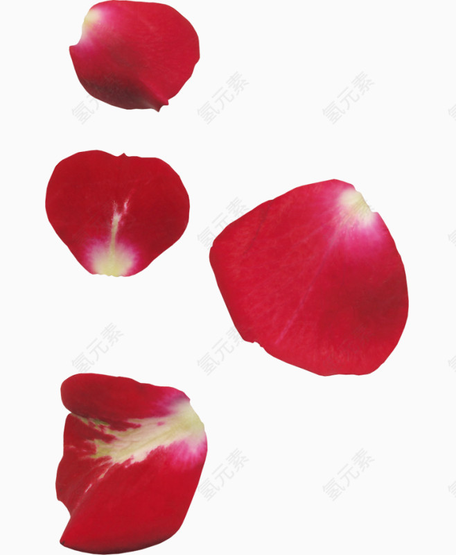 四片掉落的红色花瓣