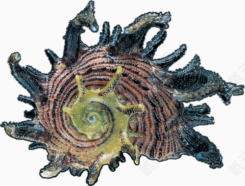 深海螺壳