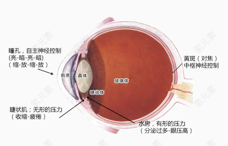 眼睛眼球图