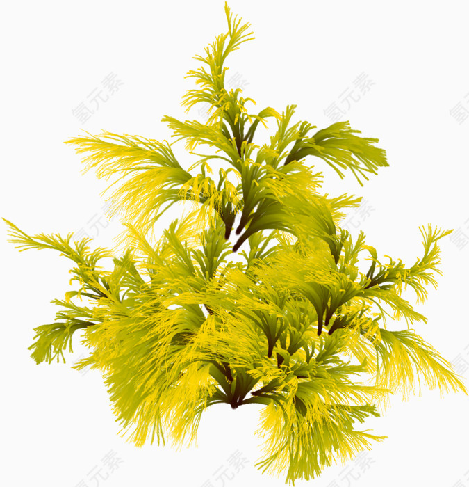 黄色海棠