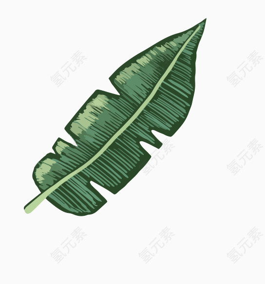 卡通热带植物叶子