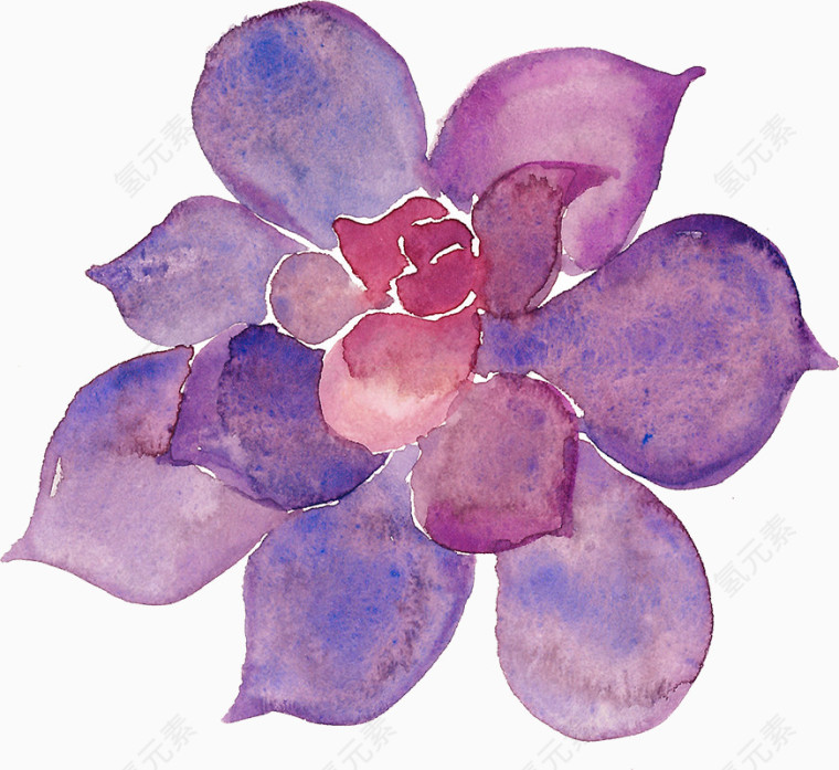 紫色宝石花