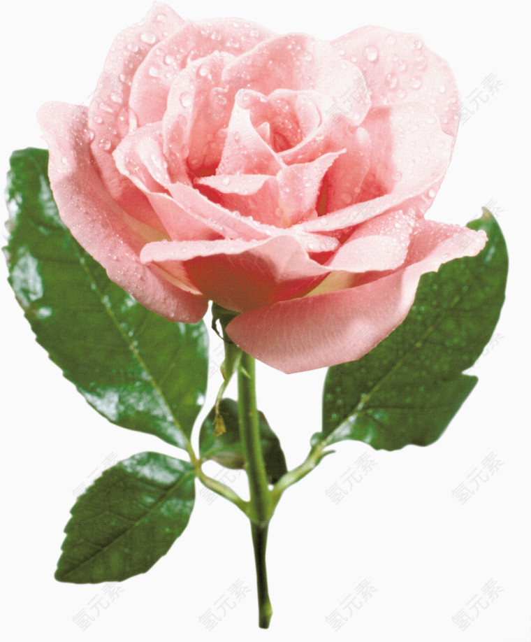 漂亮粉玫瑰