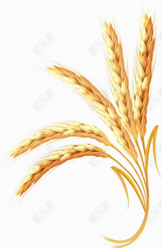 手绘小麦
