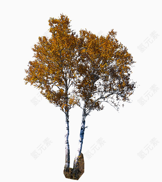 秋季树枝