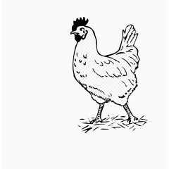 卡通手绘母鸡