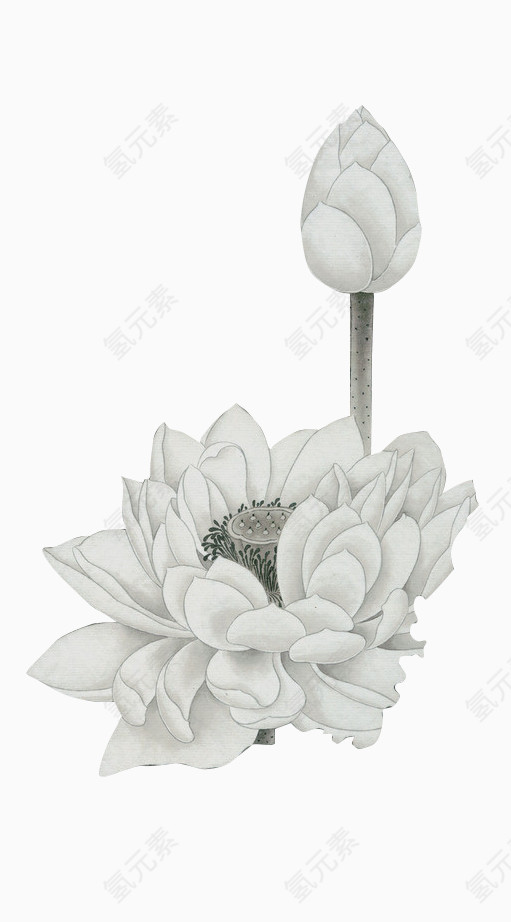 白色莲花和花骨朵