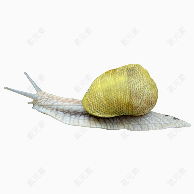 蜗牛免抠PNG图片