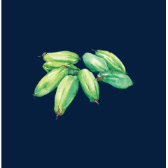 手绘的绿瓜